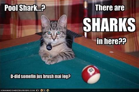 Animated images of funny cats in gif format. xoaqwepo: funny cats pics with words