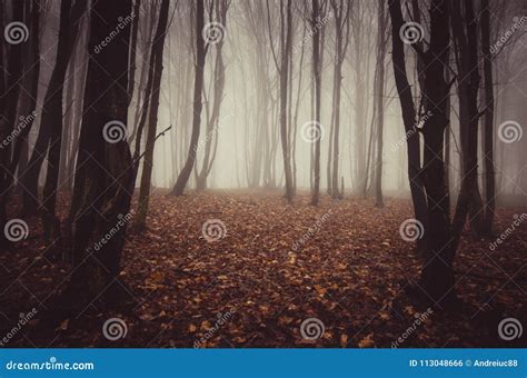 Red Autumn Forest With Mysterious Fog Stock Photo Image Of Copyspace