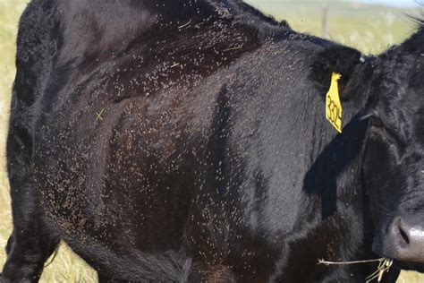 horn flies impact and control options for pastured cattle unl beef
