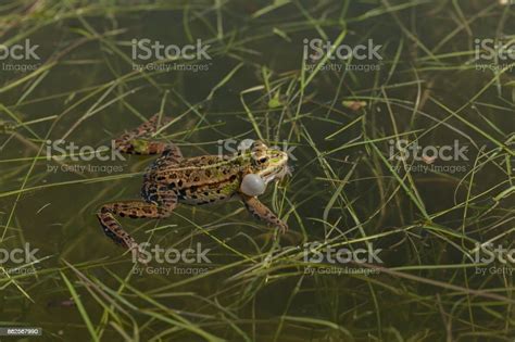 Male Green Frogs Stock Photo Download Image Now Amphibian Animal