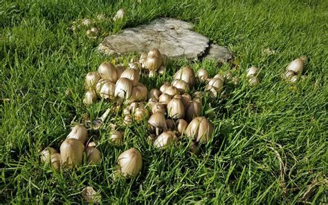 Are Mushrooms That Grow In Your Yard Safe For Dogs