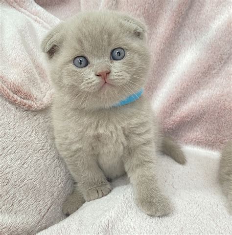 Scottish Fold Kittens For Sale Near Me In California Usa