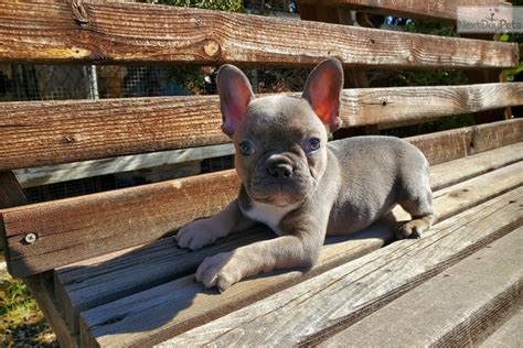 High quality french bulldog breeder located in south florida. Blue Sable: French Bulldog puppy for sale near Los Angeles ...