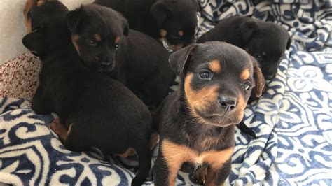Pacheco rottweilers offers world champion import rottweiler puppies for sale in washington pacheco rottweilers is a small family owned and operated enthusiast kennel that is located in the. Houston Humane Society receives dozens of Rottweiler mix dogs - ABC13 Houston