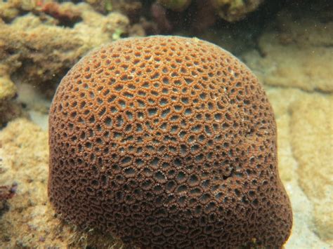 22 Incredible Types Of Coral Plus Photos Fun Facts And More Outforia