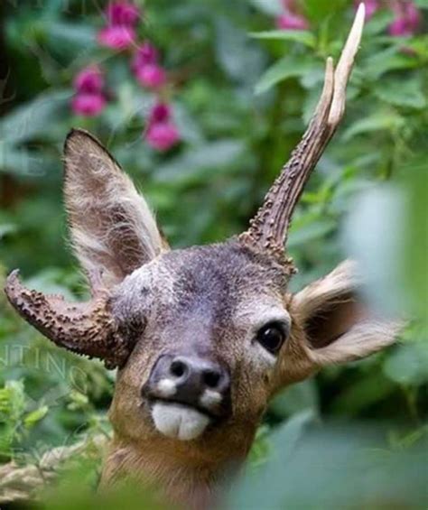 24 Photos Of Buck Deer With Super Weird Racks