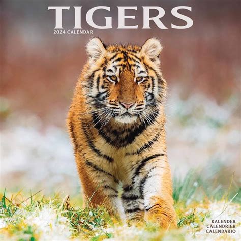 Buying Tiger Calendar 2024 Order Online Quickly And Easily