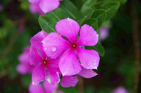 How To Grow And Care For Periwinkle Plants