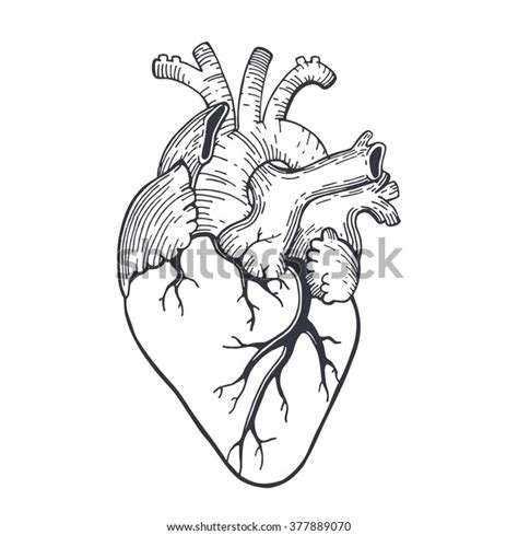 Vector Realistic Anatomical Heart Stock Vector Royalty Free 377889070