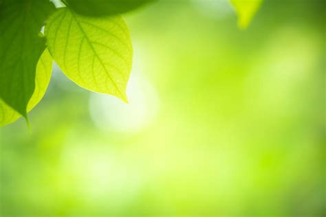 Green Nature Background Images Browse 889 Stock Photos Vectors