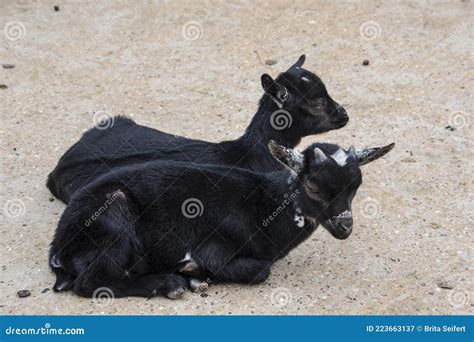 Two Young Black Baby Goats In Farmyard Goats Sitting On The Ground