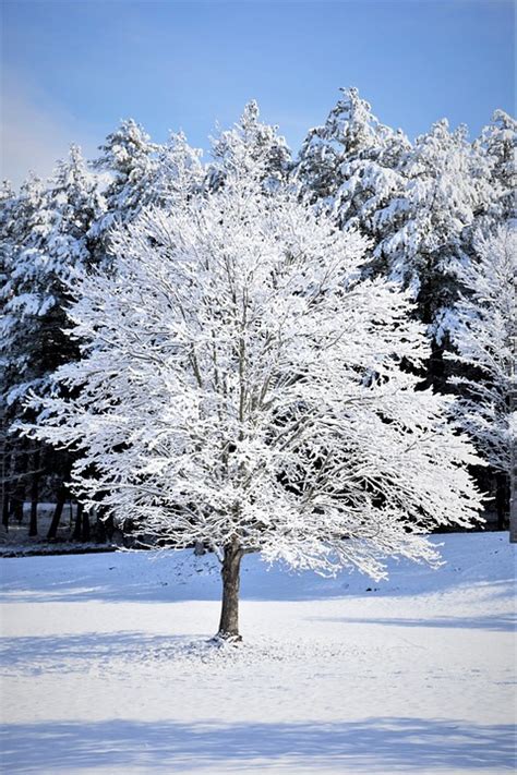 雪 树 冬天树 Pixabay上的免费照片 Pixabay