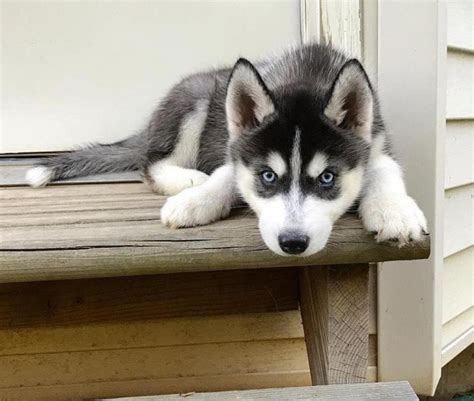 Siberian Husky Puppies Under 100 Dollars For Sale United States Pets 3