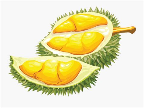 Durian Cartoon Png Free Transparent Clipart Clipartkey