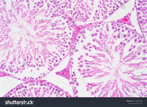 human testis under microscope view shows foto stock 1673285236 shutterstock