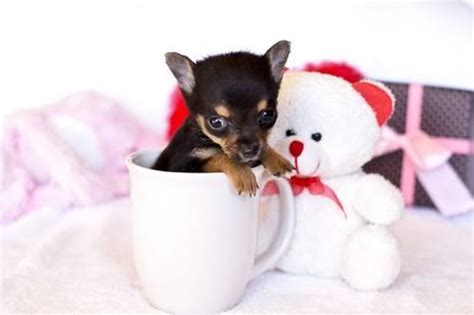 Tiny Micro Teacup Applehead Chihuahua Prince For Sale In Roseville