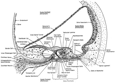 2 Schematic Diagram Of A Cross Section Of The Cochlea The Organ Of