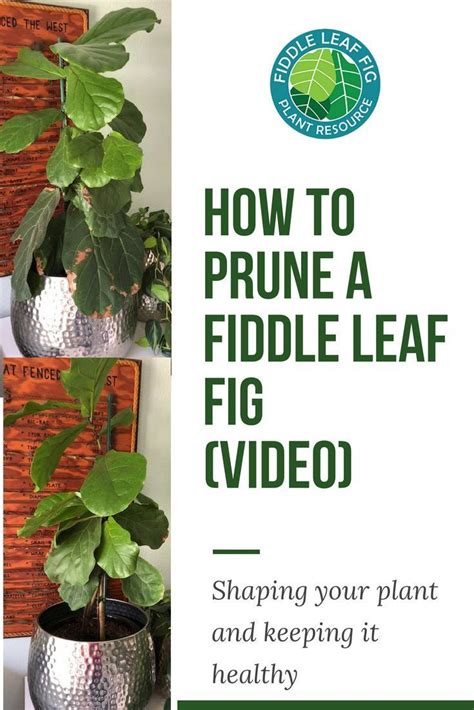 Pruning A Fiddle Leaf Fig Is An Important Part Of Keeping Your Plant