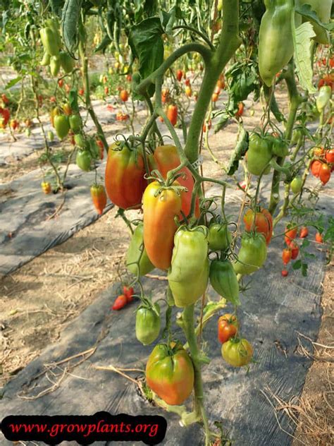 If you live in a cooler growing zone, aim for at least 6 hours of sunlight each day. Tomato plant - How to grow & care