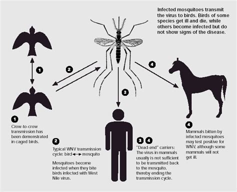 Anthrophysis What We Can Learn From The West Nile Virus Epidemic
