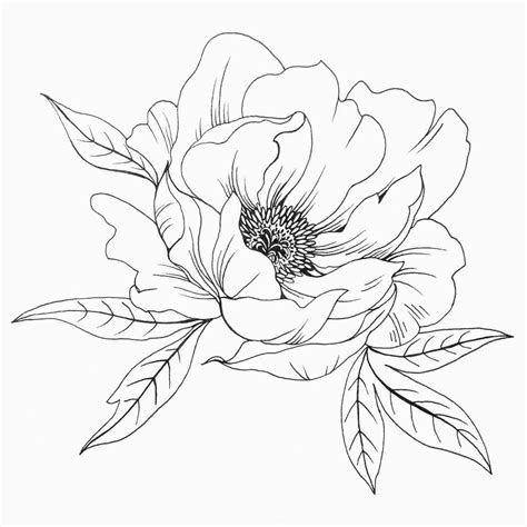 Line Drawing Peony Flowers Warehouse Of Ideas