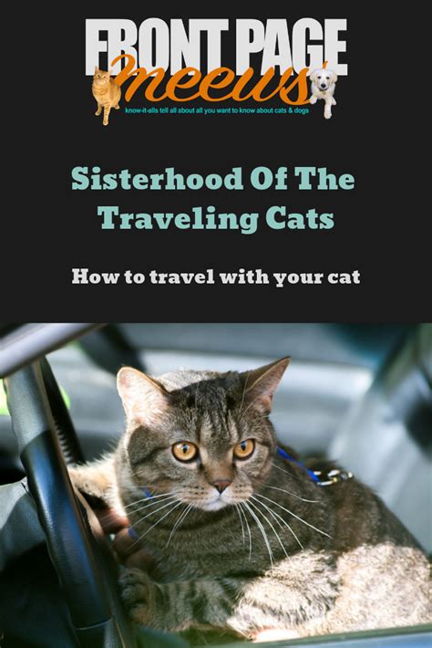 How To Travel With Your Cat Cat Parenting Cats Cat Travel