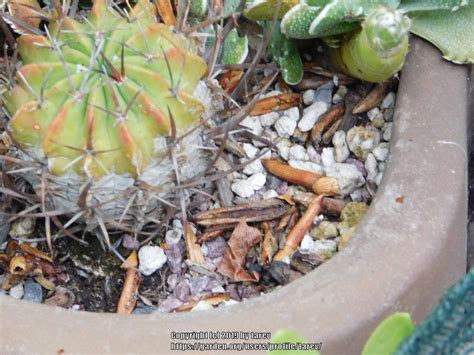 When growing cacti, you have to bear in mind is that each cacti variety needs its own set of care techniques mealybugs can infest your cacti, and often spread fast to other plants in your home within a short period. Cactus and Succulents forum: A few of my succulents/cacti ...