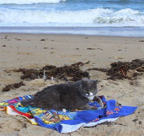 Pin By Twinkle On Beach Kitties 1 Pretty Cats Swimming Cats Kitty