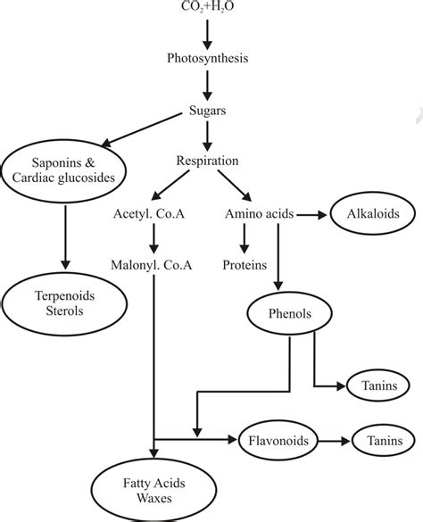 Figure 2 From Role Of Secondary Metabolites In Defense Mechanisms Of