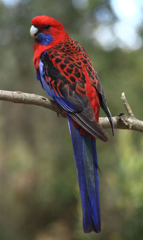 Beautiful Birds Bird Breeds Australian Birds