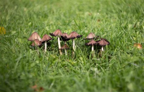Common Yard Mushrooms How To Identify And What To Do With Them
