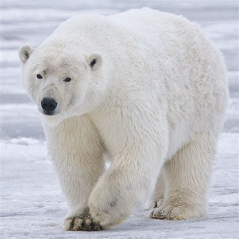 Polar bears are perfectly adapted to live in the arctic. A novel endogenous betaretrovirus group characterized from ...