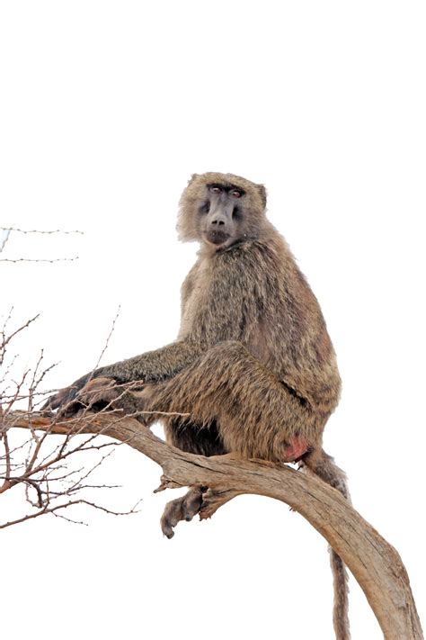 Baboon Png Transparent Images Png All
