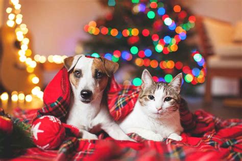 Schöne Festtage So Feierst Du Tierische Weihnachten