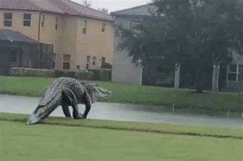 Massive Alligator Spotted On Golf Course Fairway In Florida Evening