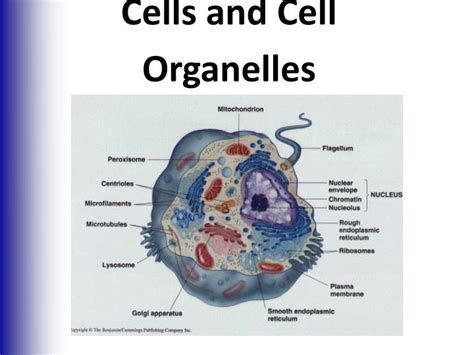 Ppt Cells And Cell Organelles Powerpoint Presentation