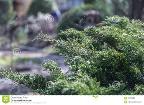 Green Hedge Of Thuja Trees Cypress Juniper Bush Thuja Thuja Green