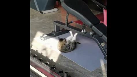 Cat Doing Situps Youtube