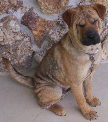 They are usually medium sized, with. Chow Pei (Shar Pei Chow Chow Mix) Info, Temperament, Puppies, Pictures