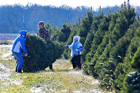 Holiday Guide Cut Your Own Christmas Tree Farms Barrington Il Patch