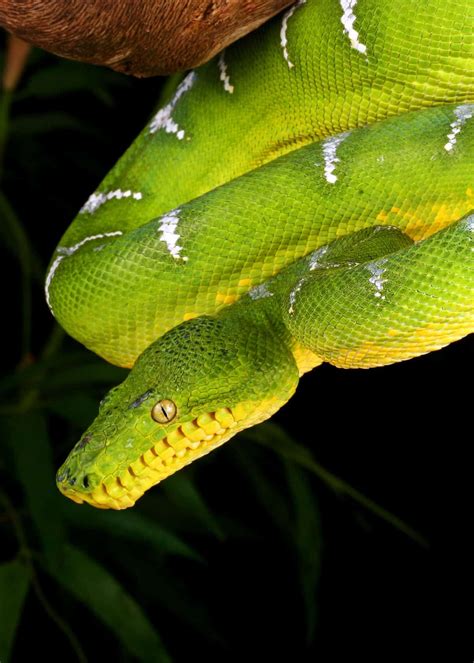46 Emerald Tree Boa Facts Both Species Guide Jewel Of The Amazon