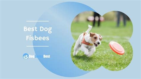 The 25 Best Dog Frisbees Of 2023 Reviews And Top Picks Dog Loves Best