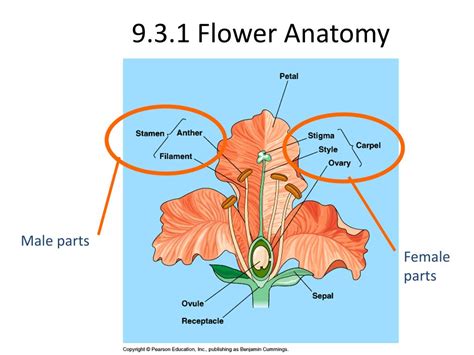 What Is The Part Of A Flower Male Female Gumamela Pistil Nedir
