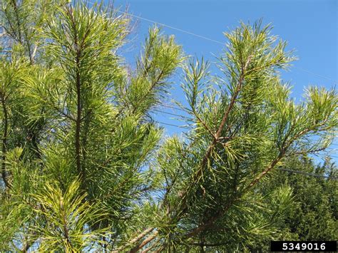 What Is A Virginia Pine Tree Learn About Virginia Pine Trees In The