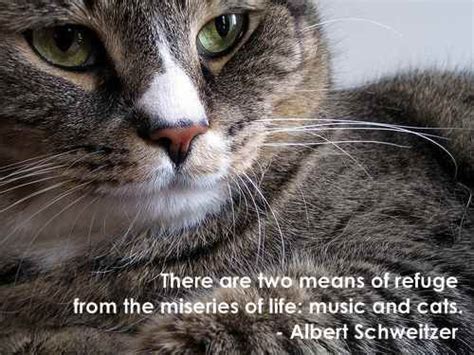 Famous Quotes About Cats By Quotesgram Cat Purr Cats Meow Cats And