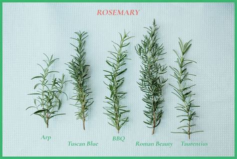 Five Fave Rosemary Varieties To Try Rosemary Plant Rosemary Herb