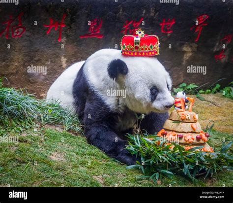 The Worlds Eldest Giant Panda Basi Eats Her Birthday Cake Shaped
