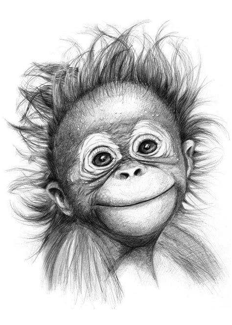 How To Draw A Realistic Baby Monkey At How To Draw