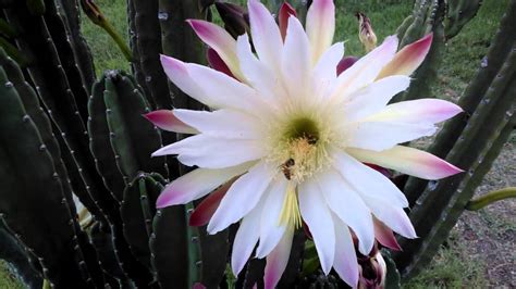 The 'queen of the night' is also known as 'dutchman's pipe cactus', 'fragrant orchid cactus', 'lady of the night', and 'night blooming cereus', though the latter term can refer to a number of different plant species. Queen-of-the-night Cactus Tea, Water Therapy & Diet Heals ...
