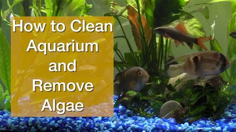 How To Clean Aquarium And Remove Algae Youtube
